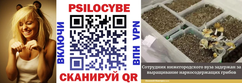 Псилоцибиновые грибы Psilocybine cubensis Новоаннинский
